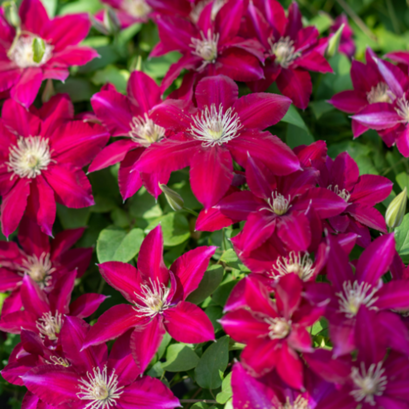 Клематис гибридный Ребекка